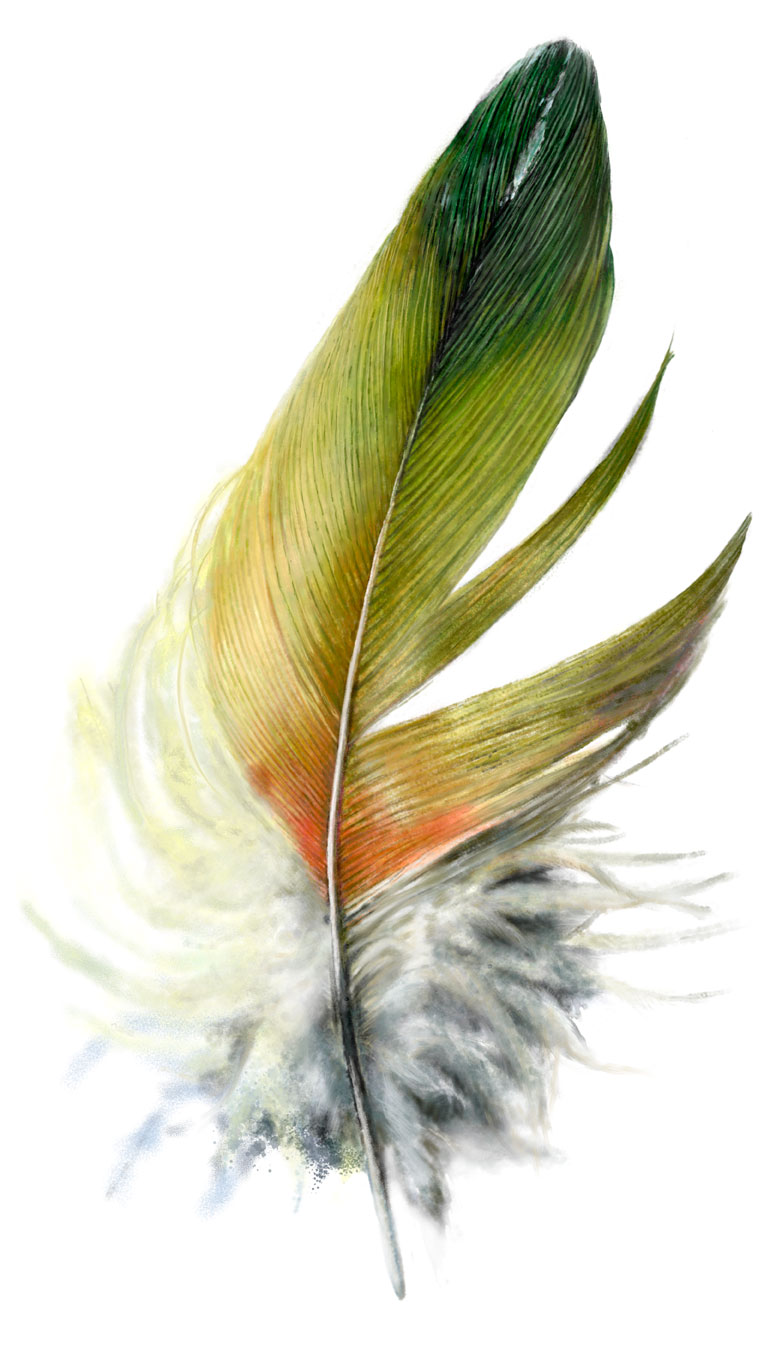 image of drawings of feathers