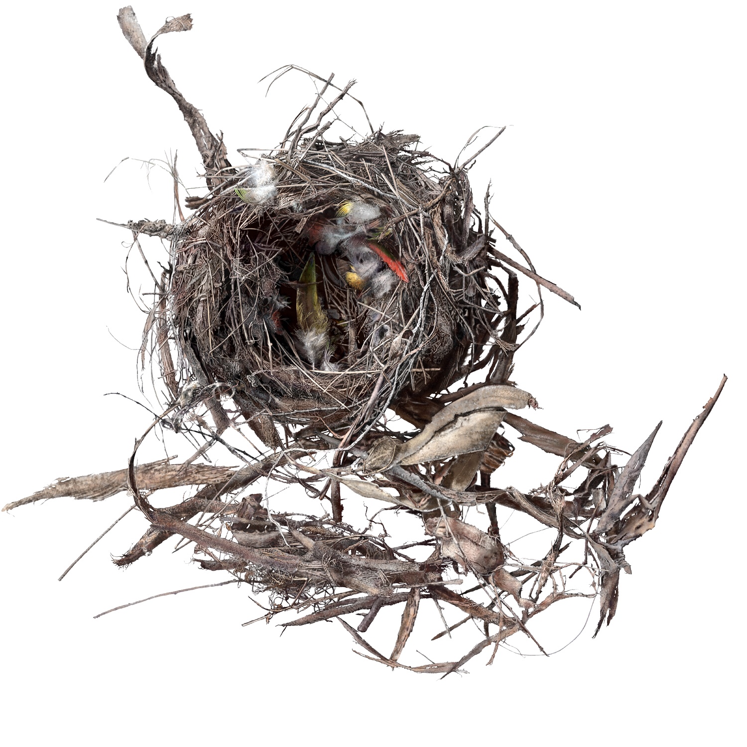 image of empty nest